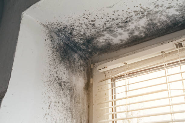 Affordable Attic Mold Remediation solutions in Golf, IL