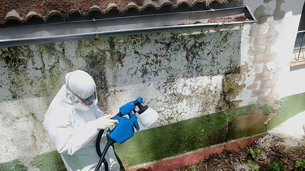 Top rated local Attic Mold Remediation specialists in Golf, IL